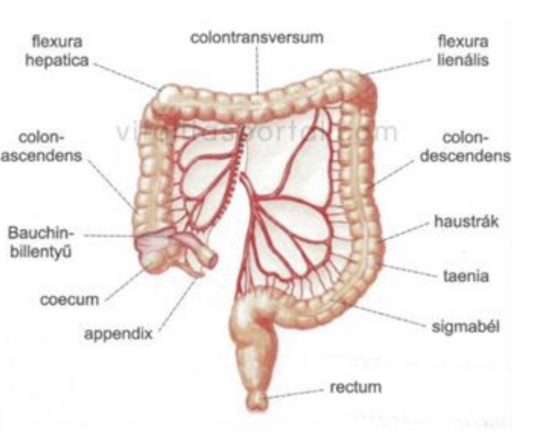 <ul><li><p style="text-align: justify;"><span style="background-color: transparent;"><em>Intestinum crassum/ colon</em></span></p></li><li><p style="text-align: justify;"><span style="background-color: transparent;"><strong>3</strong> <strong>szakasza</strong>: vakbél, remesebél (felszálló, haránt, leszálló, szigmabél), végbél (<em>rectum</em>)</span></p></li><li><p style="text-align: justify;"><span style="background-color: transparent;">Hossza kb. <strong>1,5 m</strong></span></p></li><li><p style="text-align: justify;"><span style="background-color: transparent;">Nyálkahártyáján már nincsenek bélbolyhok, itt nincs emésztés, tápanyagfelszívódás</span></p></li><li><p style="text-align: justify;"><span style="background-color: transparent;">Flexura (hajlat), haustra (kiöblösödés), taenia (hosszanti simaizomköteg)</span></p></li></ul><p></p>