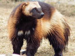 <p>Common Name: Wolverine</p><p>*Must know skull</p>