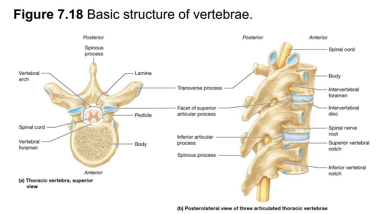 <p>Space for spinal cord and associated structures</p><p>Collectively, make up the vertebral cavity</p>