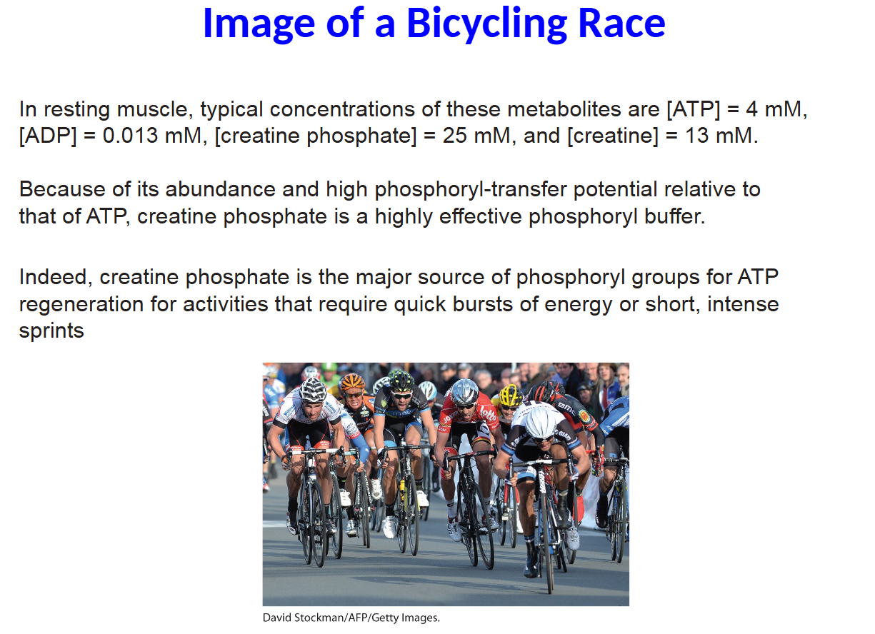 <p>In resting muscle, typical concentrations of these metabolites are [ATP] = 4 mM,</p><p>[ADP] = 0.013 mM, [creatine phosphate] = 25 mM, and [creatine] = 13 mM.</p><p>Because of its abundance and high phosphoryl-transfer potential relative to</p><p>that of ATP, creatine phosphate is a highly effective phosphoryl buffer.</p><p>Indeed, creatine phosphate is the major source of phosphoryl groups for ATP</p><p>regeneration for activities that require quick bursts of energy or short, intense</p><p>sprints</p>