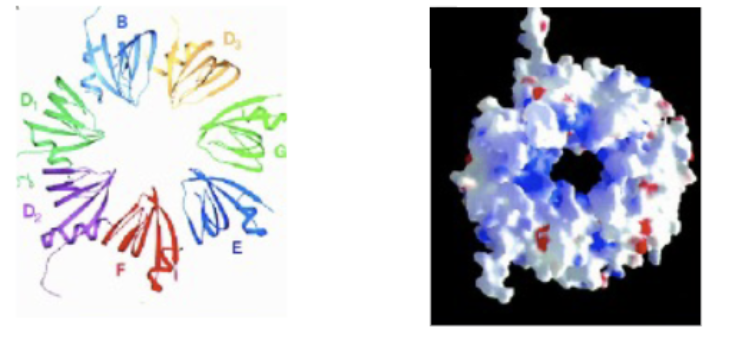 <p>Protein heptamer of B, D<sub>1</sub>, D<sub>2</sub>, D<sub>3</sub>, E, F and G subunits. Individual units form together following ATP hydrolysis and SMN complex, in stepwise fashion (can self assemble, but not viable due to the potential for 6-ringed and 8-ringed products). snRNA strand fed through the centre hole. A platform around which the SnRNP’s can be organized/fed through. </p>