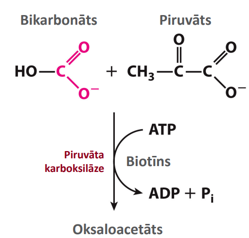 <p>Nosaukums: Oksaloacetāta sintēze</p><p>Substrāts: Bikarbonāts un piruvāts</p><p>Produkts: Oksaloacetāts</p><p>Enzīms: Piruvāta karboksilāze</p><p>Citas īpatnības: Izmanto biotinu (B7) un ATP. Nepieciešams piruvāta transports mitohondrijā vai to iegūst mitohondrijā transaminējot alanīnu. Piruvāta karboksilāzei nepieciešams Acetil-KoA kā pozitīvs efektors.</p>