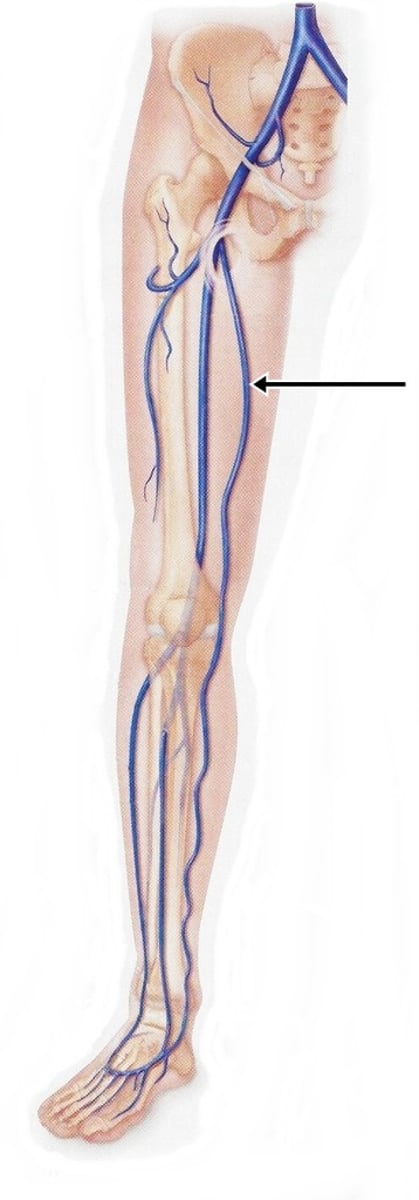 <p>Superficial Vein</p>