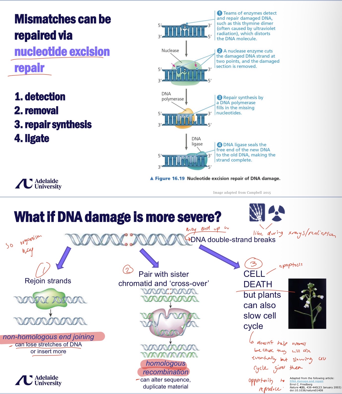 <ul><li><p>nucleotide excision repair</p><ul><li><p>Detection- enzymes detect distortion (kinks) in the strand - e.g. thymine dimer when UV light causes T and T to bind</p></li><li><p>Removal- nuclease enzyme cuts the DNA and the damaged section is removed</p></li><li><p>Repair synthesis- DNA polymerase fills in the missing nucleotides</p></li><li><p>Ligate- DNA ligase seals the DNA</p></li></ul></li><li><p>Non-homologous end joining</p><ul><li><p>Occurs when damage is more severe - X-rays / radiation</p></li><li><p>DNA double strand breaks</p></li><li><p>The strands are rejoined</p></li><li><p>But it can lose stretches of DNA or insert more</p></li></ul></li><li><p>Homologous recombination</p><ul><li><p>Occurs when damage is more severe</p></li><li><p>Broken strand is paired with a sister chromatid</p></li><li><p>The segments are swapped</p></li><li><p>But can alter sequence or duplicate the DNA</p></li></ul></li><li><p>Apoptosis</p><ul><li><p>Cell suicide when damage is too severe</p></li><li><p>Plants can also slow their cell cycle which doesn’t help overall because they will still die but it gives them the opportunity to reproduce</p></li></ul></li></ul><p></p>