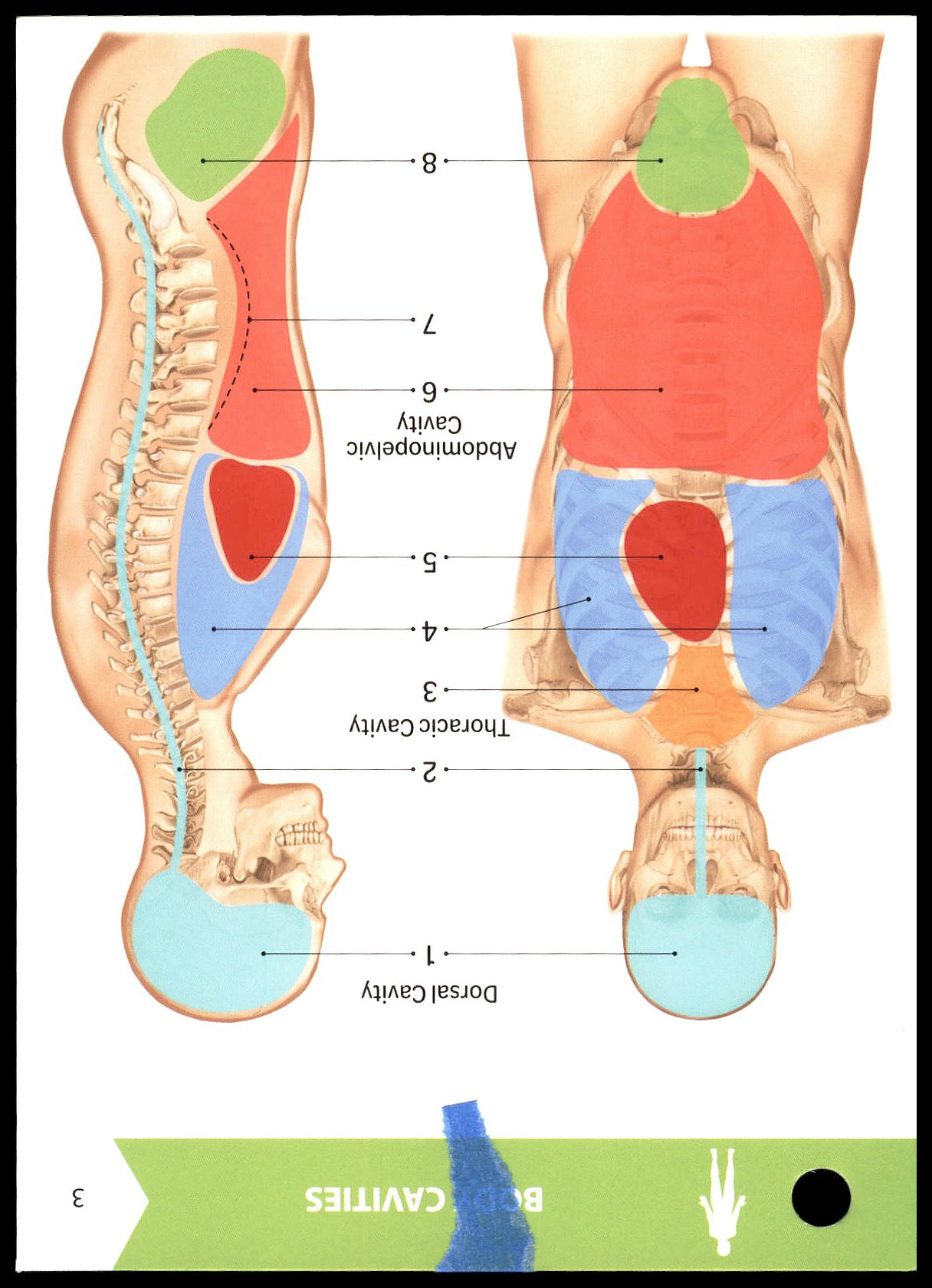 <p>What is Label 3 on Flashcard 3 (Body Cavities)?</p>