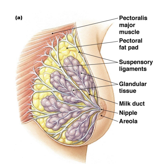 <p>Before parturition</p><ul><li><p>Estrogens and progesterone needed for the development of mammary glands but inhibit milk production</p></li></ul><p></p><p>After partuitition</p><ul><li><p>Prolactin triggers Epithelial milk producing cells</p></li><li><p>Oxytocin triggers Myoepithelial cells to squeeze the milk to the milk duct and out the breast</p></li><li><p>Both released from the pituitary gland</p></li></ul><p></p>