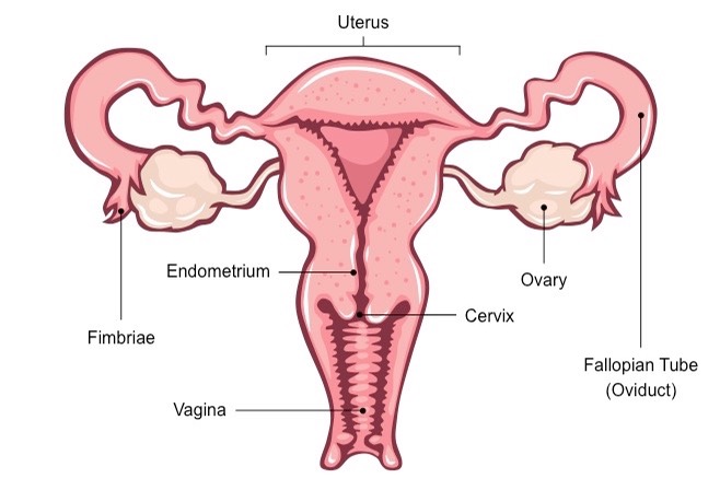 <p>Female reproductive system</p>