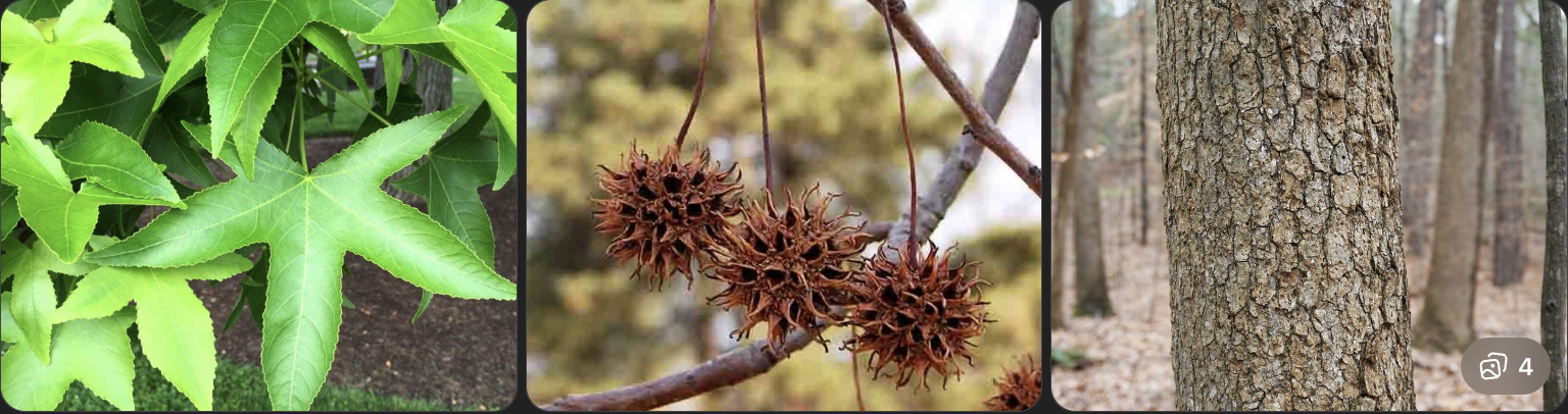 <p>Identify this tree</p>