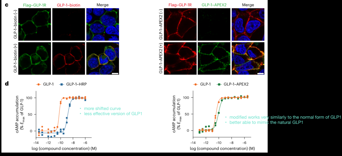 <ul><li><p>measuring cAMP production (downstream effect of GLP1 binding)</p></li><li><p>right = transgenically fused approach </p></li></ul><p></p>