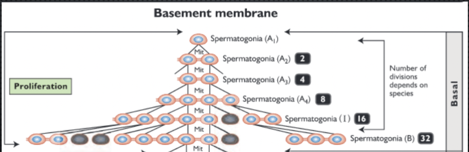 <p>All mitotic divisions of spermatogonia</p><ul><li><p>continuous stem cell renewal - allows new spermatogonia to develop</p></li><li><p>each generation has cytoplasmic bridges - synchronized cohort</p></li><li><p>some degenerate throughout process</p></li><li><p>results in primary spermatocytes</p></li><li><p>Specialized diploid (2N)</p></li><li><p>A1-A4, I (intermediate) and B spermatogonia</p></li><li><p>Pool of stem cells - continual source of A-spermatogonia</p></li></ul><p></p>
