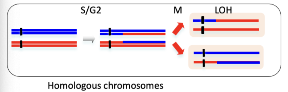 <p>Causes of translocation:</p><ul><li><p>2 DSBs/truncates telomeres, misrepaired in resulting translocations</p></li><li><p>single break/collapsed replication fork invading and duplicating another chromosome arm</p></li></ul><p>translocation in S/G2 lead to LOH - chromosomal crossovers scarred into new cells </p><p></p><p>Dicentric formation results from translocation and NHEJ between 2 non-homologous chromosomes, each containing centromeric region of their respective chromosomes.</p>