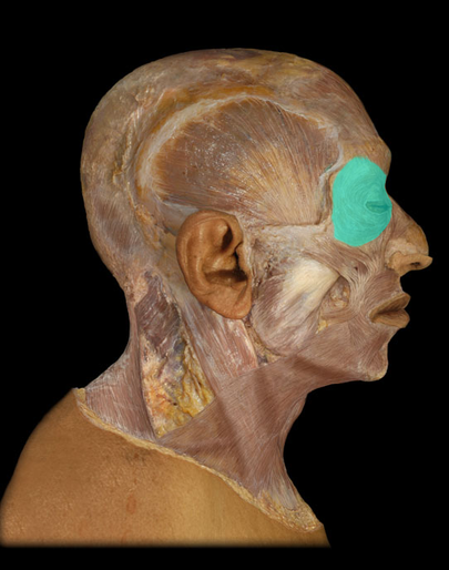 <p>Orbicularis oculi m.</p>