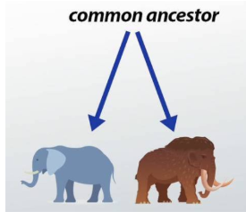 <p>a pattern of evolution in which species that were once similar to an ancestral species diverge, or become increasingly distinct</p><p>Ex. Elephants and mammoths originally have a common ancestor – similar structures but have evolved according to their environments!</p><p>Ex. Humans and apes</p>