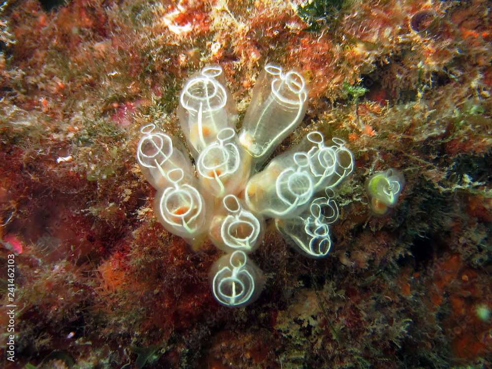 <p>Tunicata - Manteltiere - wo, Lebensform, Ernährung, Tunica, Coelom, Chorda, Neuralrohr, Muskulatur, Exkretion, Fortpflanzung, Geschlecht</p>