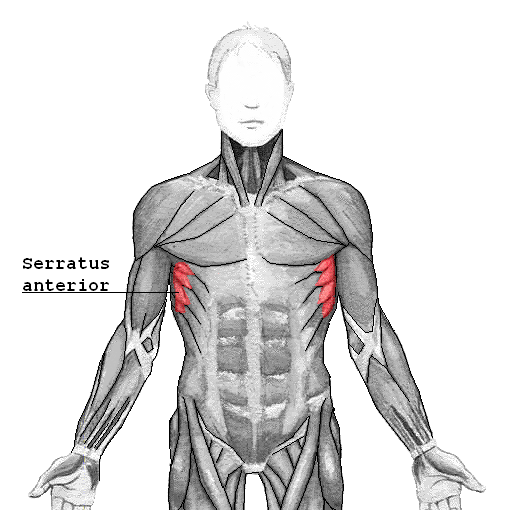 <p>Serratus Anterior <strong>insertion</strong></p>