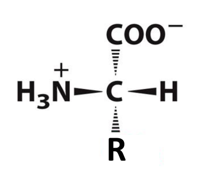 <p>What are amino acids?</p>