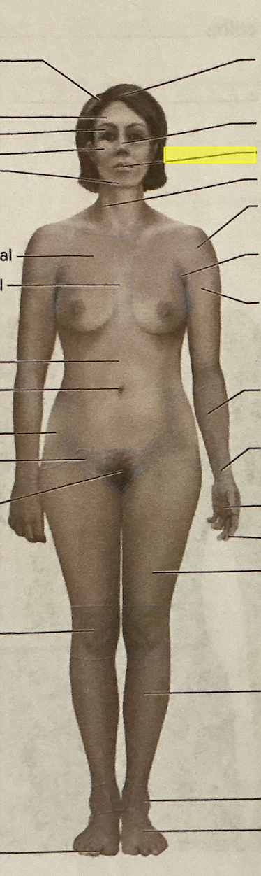 <p>identify the region of the body </p>