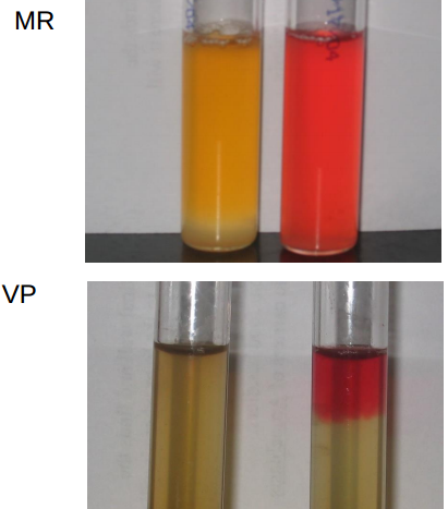 <p>MR: red broth (+) for glucose fermentation (add methyl red)</p><p>VP: red ring (+) for neutral waste </p><p>only one can be posititve</p>
