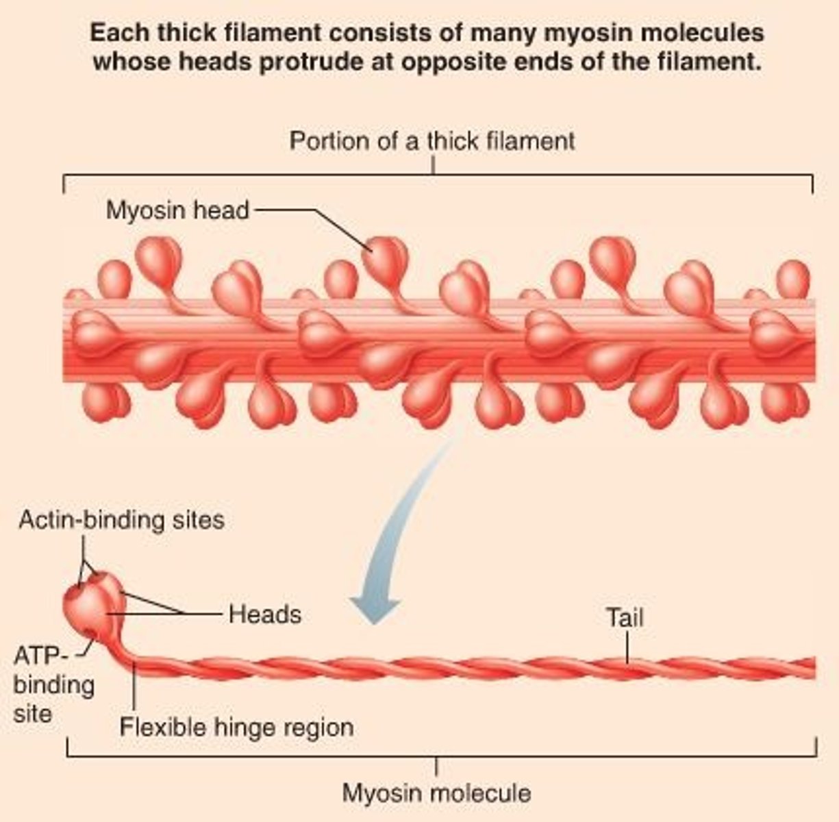 <p>Myosin protein filament that pulls actin during contraction</p>