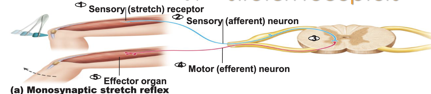<p><strong>Monosynaptic Reflexes </strong></p><ul><li><p>What is a monosynaptic reflex?</p></li><li><p>What is the classic example of a monosynaptic reflex?</p><ul><li><p>What receptors are involved in monosynaptic reflexes?</p></li><li><p>Does a monosynaptic reflex involve an interneuron?</p></li></ul></li></ul><p></p>