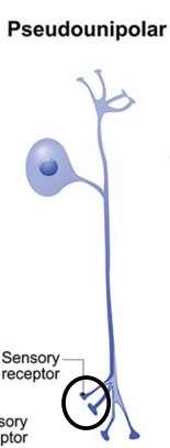 <p>Somatosensory receptors </p><p>All start as one appendage from soma </p>