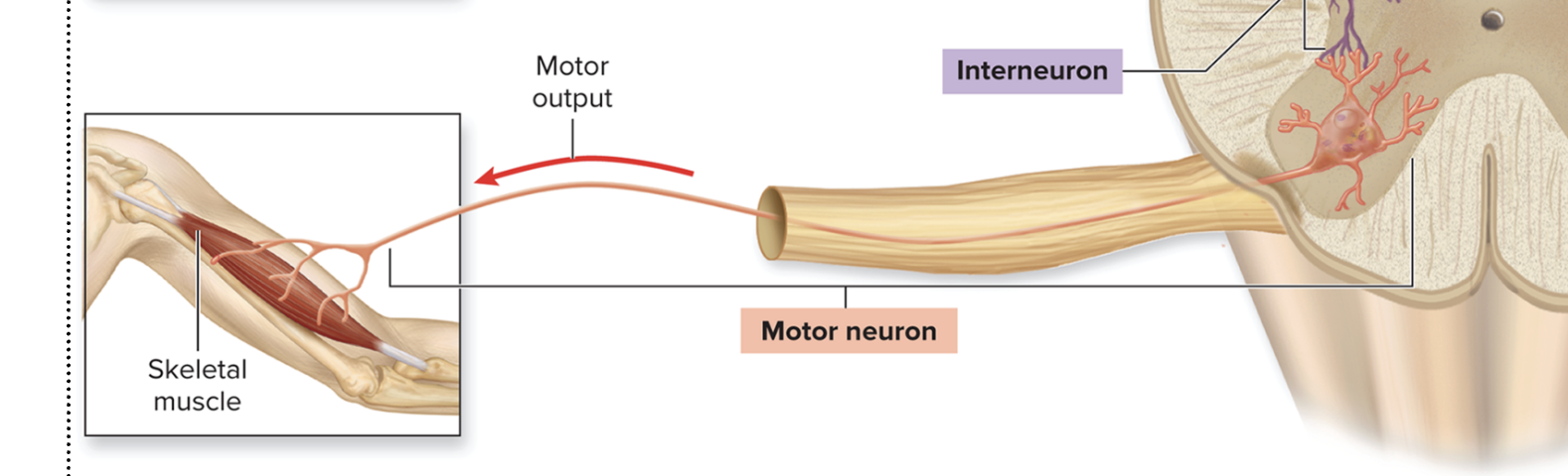 <p>What are motor (efferent) neurons? </p>