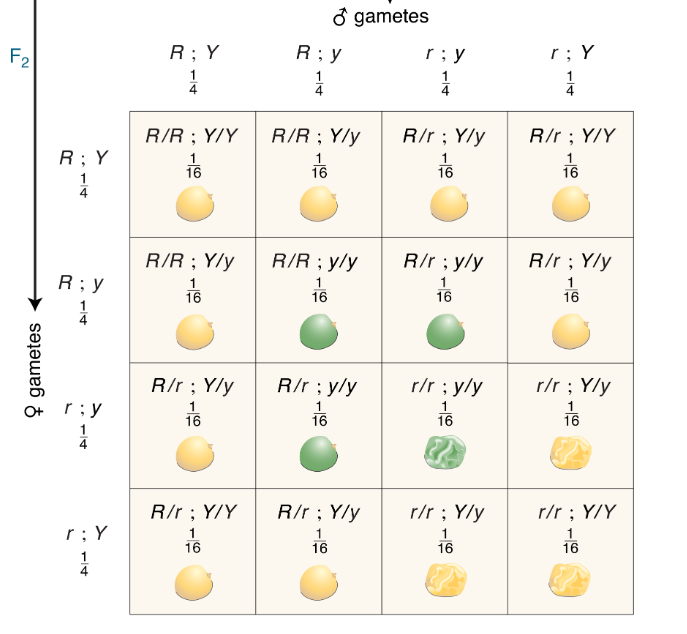 <p>CH 3: How many different genotypes are shown in the 16 squares of the&nbsp;grid?</p>