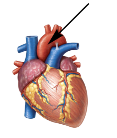<p>Identify the vessel of the heart that the arrow is pointing to</p><p>in the attachment.</p>