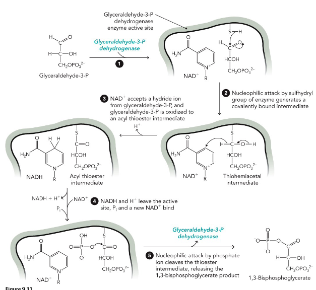 <p>use of NAD bypasses toxic metabolites - aldehyde</p><p>Phosphoryl group transfer requires oxidation of </p><p>the aldehyde</p>