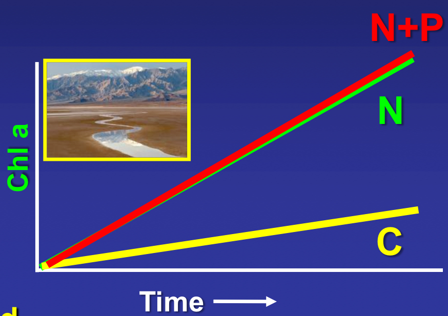 <p>what were the conditions and results of the Grimm and Fisher experiment in desert streams?</p>