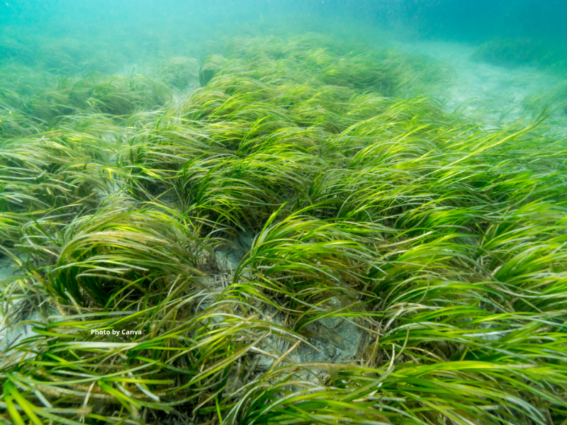 <p>Common Eelgrass</p>
