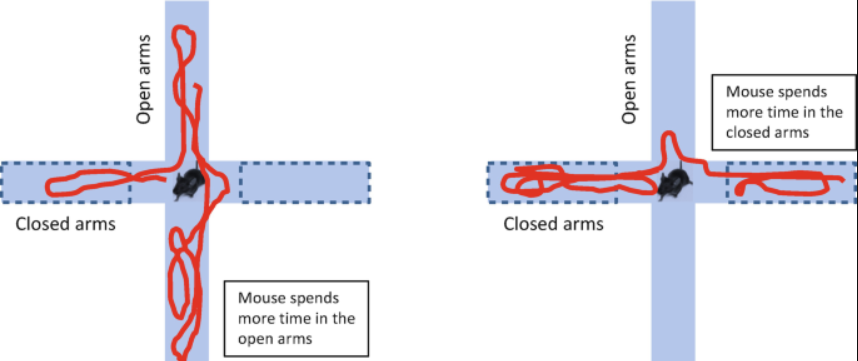 <ul><li><p><span>The model is based on the test animal's aversion to open spaces and tendency to be </span>thigmotaxic (tend to stay in the perimeter)<span>. </span></p></li><li><p><span>In the EPM, this anxiety is expressed by the animal spending more time in the enclosed arms and increased entries into them.</span></p></li><li><p><span>Anxiety reduction is indicated by increased time spent in the open arms.</span></p></li></ul><p></p>