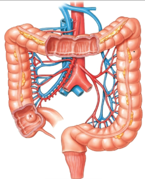 knowt flashcard image