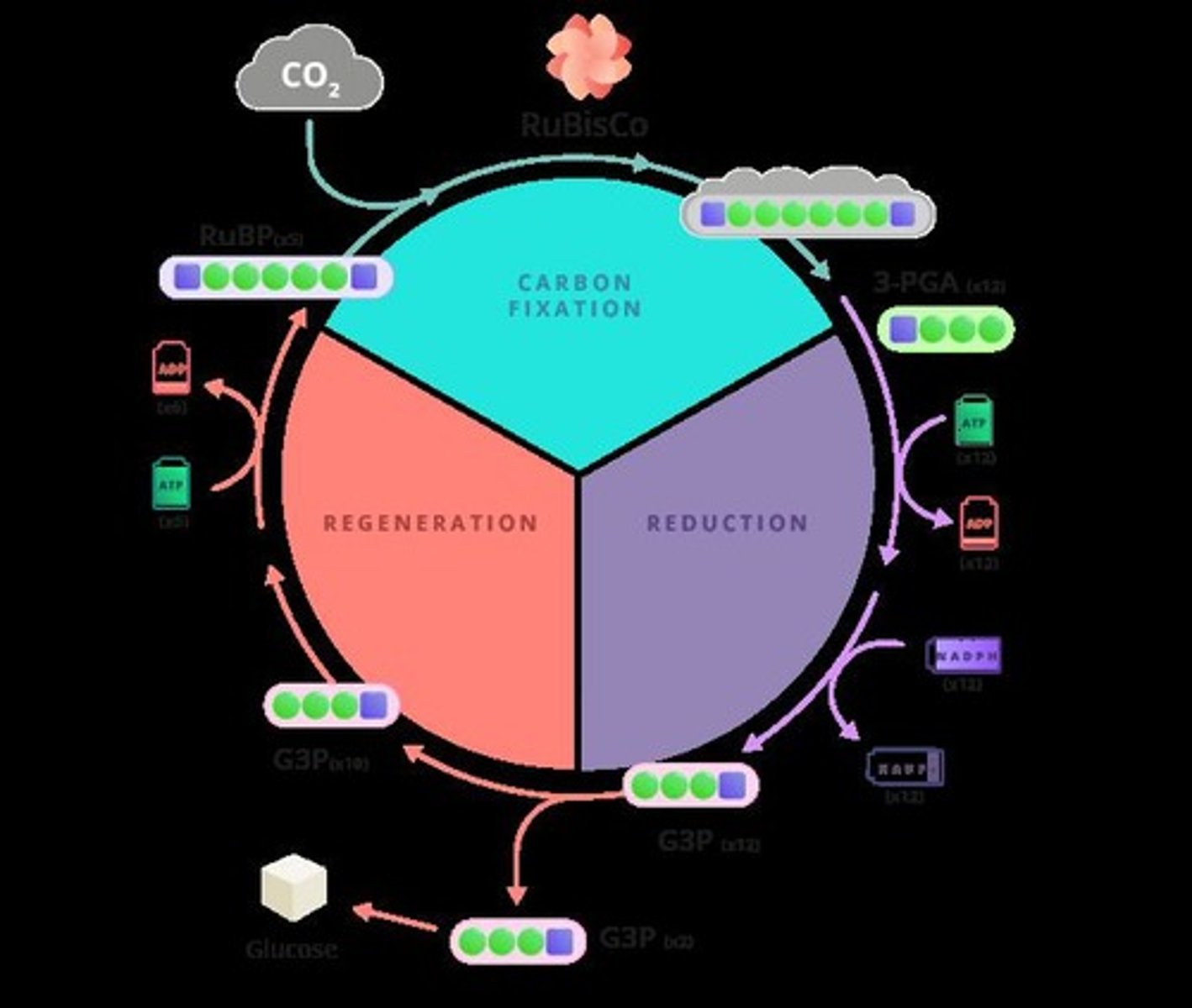 <p>The light-independent reactions of photosynthesis that fix carbon dioxide into glucose (2 G3P)</p>