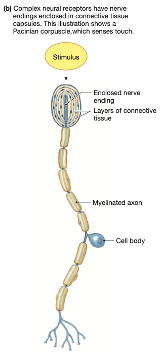 <p>Similar to the neuron with a free nerve ending, however this time the dendrites are ‘encapsulated’.</p><p>Dendrites all surrounded by connective tissue to <strong>increase sensitivity</strong>.</p><p>Example:</p><p>Pressure &amp; mechanoreceptors (touch) in <strong>skin</strong></p>