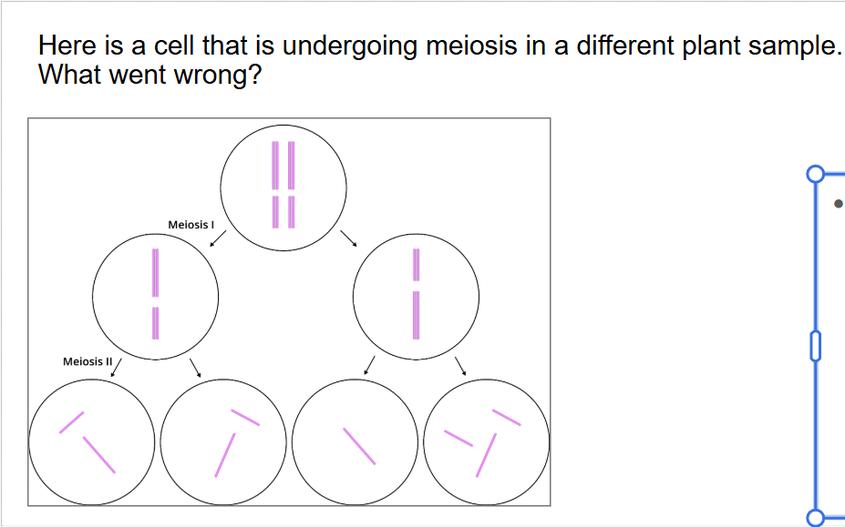 <ul><li><p><span style="background-color: transparent;">During ….(what number), the …. chromatids from one ….. chromosome failed to separate.&nbsp;</span></p></li><li><p><span style="background-color: transparent;">…. seperate properly</span></p></li></ul><p><span style="background-color: transparent;">One cell not enough ….. other one too many</span></p><p><span style="background-color: transparent;">Half of …. affect</span></p><p></p><p><span style="background-color: transparent;">….. syndrome (third chromosome)</span></p><p><br></p><p></p>