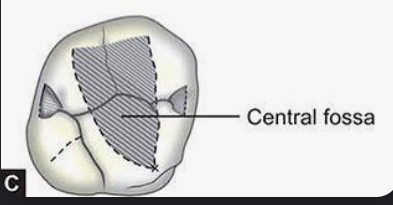 <p>occlusal surfaces of molars</p>
