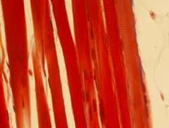<p>identify the tissue</p>