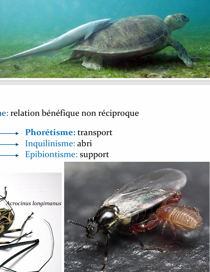 <p>Le phorétisme est une forme de commensalisme où le bénéfice principal est le transport : le symbiote utilise l’hôte comme “véhicule” pour se déplacer vers de nouvelles zones. L’hôte n’a pas de bénéfice clair et subit peu ou pas de dégâts. </p><p>Exemples : acariens transportés par des insectes, pseudoscorpions “auto-stoppeurs”, rémoras fixés sur requins/tortues.</p>