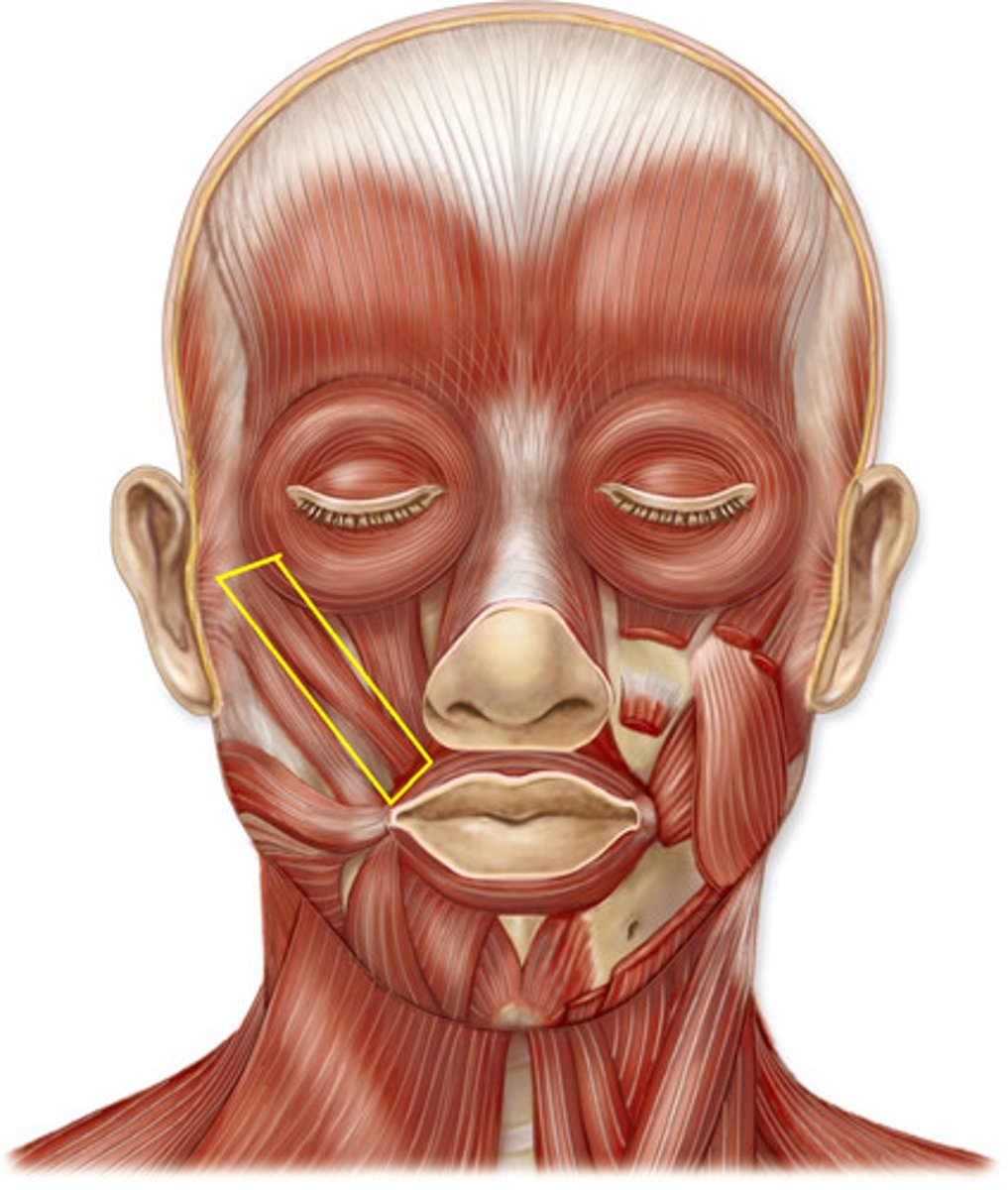 <p>Action - raises upper lip exposing upper teeth</p>