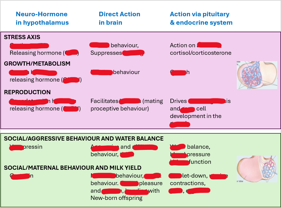 <p>Fill in the blanks in the diagram.</p><p></p><p>Does the pink box correspond to the anterior or posterior PG? What about the green box?</p><p></p><p><em>These all found in mammals, like humans and chimpanzees.</em></p>