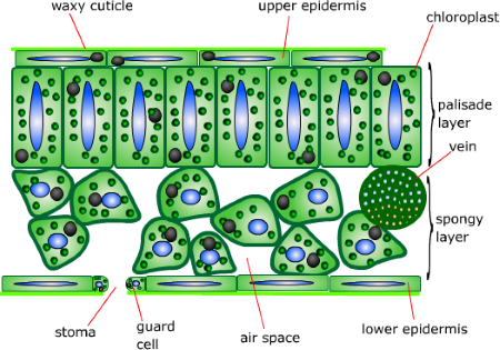 <ul><li><p>Less chloroplasts bc get less light and don’t need to do as much photosynthesis</p></li><li><p>More spread out creating more air spaces to store/have CO2 which can access all cells</p></li></ul><p></p>