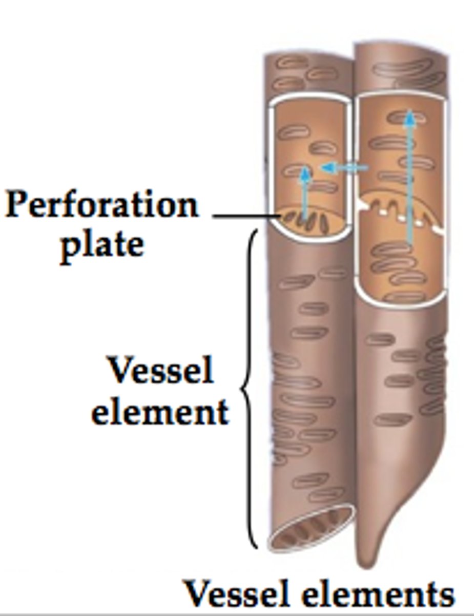 <p>perforations</p>
