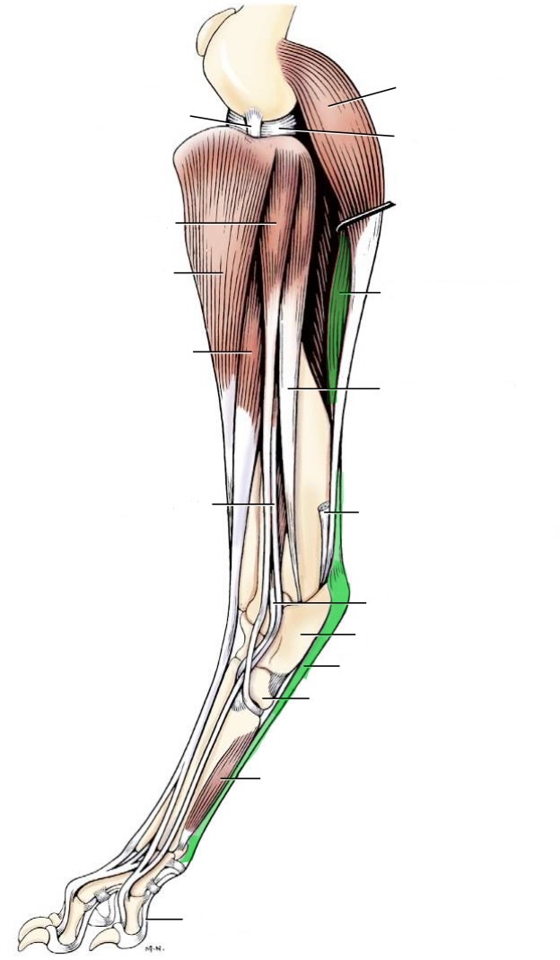<p>action- flex 1-4 principal digits, flex stifle, extend tarsus</p><p>origin- lateral supracondylar tuberosity of the femur (distal)</p><p>insertion- tuber calcanei &amp; middle phalanges of digits 2-5</p><p>innervation- tibial n</p>
