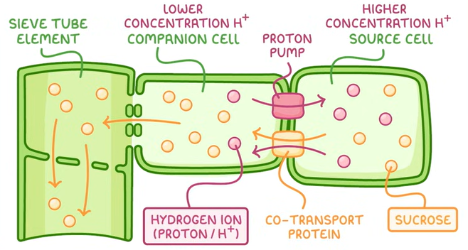 <ol><li><p>H<sup>+</sup> ions are actively transported against gradient using energy from ATP from companion to source cell to establish a steep electrochemical gradient</p></li><li><p>H<sup>+</sup> ions are co-transported with sucrose/glucose through a carrier protein down the electrochemical gradient</p></li><li><p>glucose is then actively transported from the companion cell to the phloem</p></li></ol><p></p>