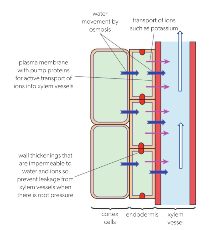 <ul><li><p><span style="background-color: transparent;"><strong>Sap: </strong>fluid containing <u>water and nutrients</u>, transported within vascular tissues&nbsp;</span></p></li><li><p><span style="background-color: transparent;"><strong>Phloem: </strong>bidirectional<strong> </strong>transport of carbon compounds (sucrose) from source to sink</span></p><ul><li><p><span style="background-color: transparent;"><strong>Source: </strong>where carbon compounds are made (leaf)&nbsp;</span></p></li><li><p><span style="background-color: transparent;"><strong>Sink: </strong>where carbon compounds are stored/used (<strong>root, shoot, flower, fruit</strong>)</span></p></li></ul></li></ul><ul><li><p><span><strong>Sieve plates:</strong></span><span style="background-color: transparent;"><strong> </strong>channels through which transport occurs → have pores for phloem sap to flow through</span></p><ul><li><p><span style="background-color: transparent;"><strong>Reduced cytoplasm and organelles, no nucleus </strong>for </span><span><strong>sieve tube elements </strong></span><span style="background-color: transparent;">→ cant generate energy → relies<strong> </strong>on <strong>companion cells for active transport</strong></span></p></li></ul></li></ul><ul><li><p><span style="background-color: transparent;"><strong>Sieve tube elements: </strong><u>long, elongated cells</u> forming continuous tubes for nutrient transport (leaves to rest of plant)</span></p></li><li><p><span><strong>Companion Cells:</strong></span><span style="background-color: transparent;"><strong> </strong>help transport carbon compounds from sources to phloem cells, from phloem cells into sinks</span></p></li></ul><p><span style="background-color: transparent;"><strong>Many </strong>mitochondria + cytoplasmic plasmodesmata which allows ATP/carbon compounds to pass through</span></p>