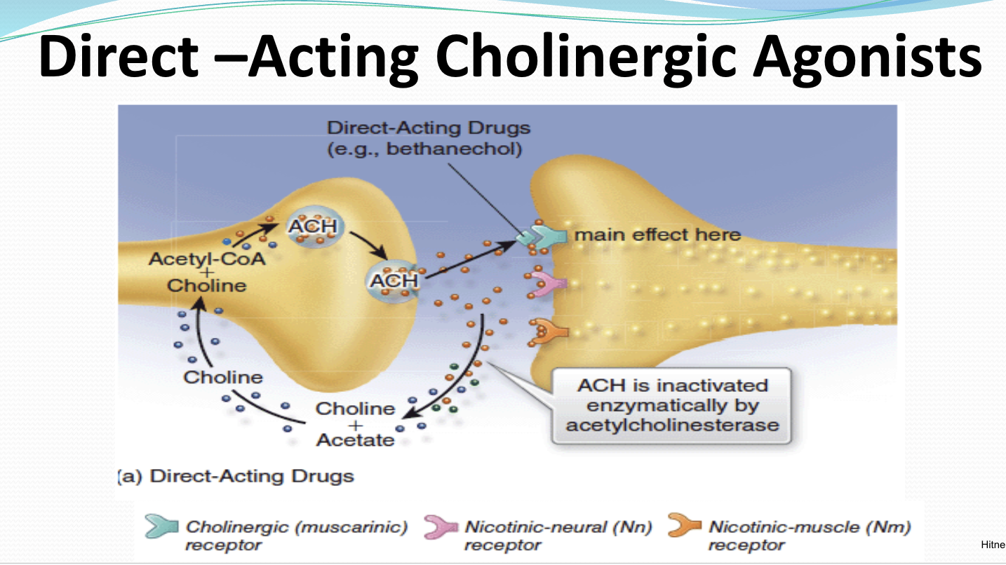 <p>Normal Pathway </p><p>vs</p><p>Direct-Acting Cholinergic Agonist Pathway </p><p></p>