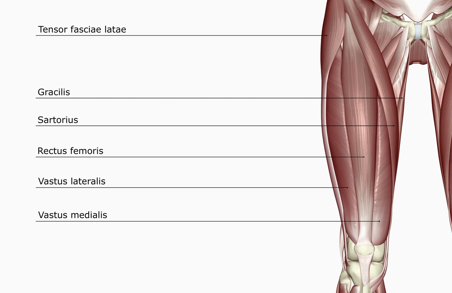 <p>M. vastus lateralis</p>