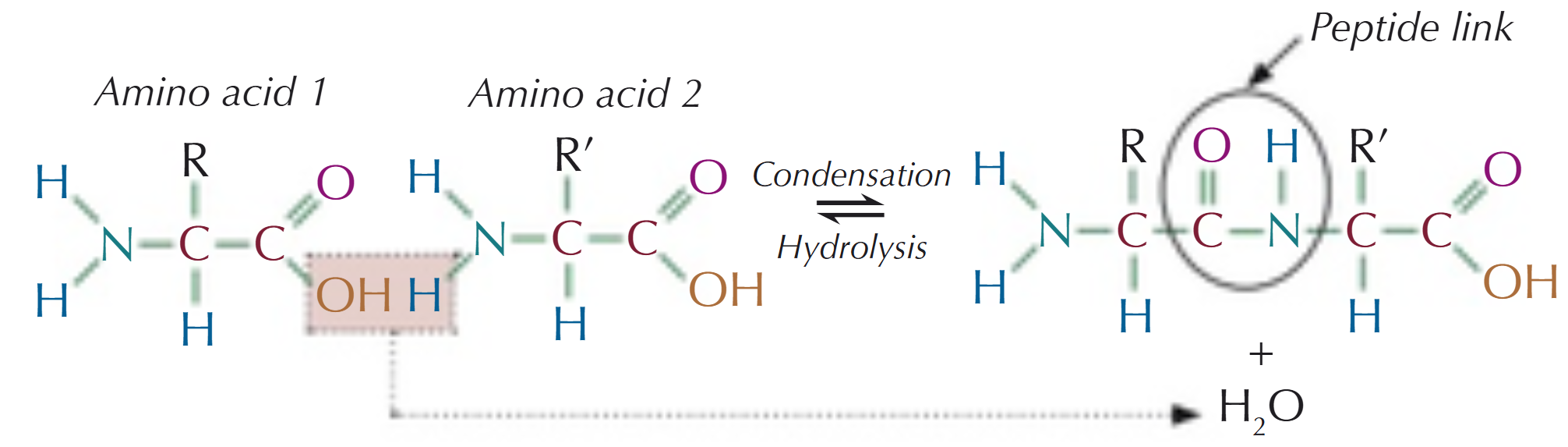 <p>Condensation polymers of amino acids (lots of amino acids joined together by peptide links):</p><ul><li><p>the chain is put together by condensation reactions &amp; broken apart by hydrolysis reactions</p></li></ul><p></p>