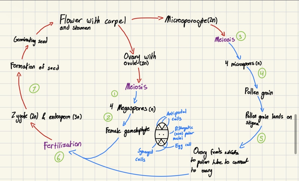 <p>Angiosperm lifecycle</p>